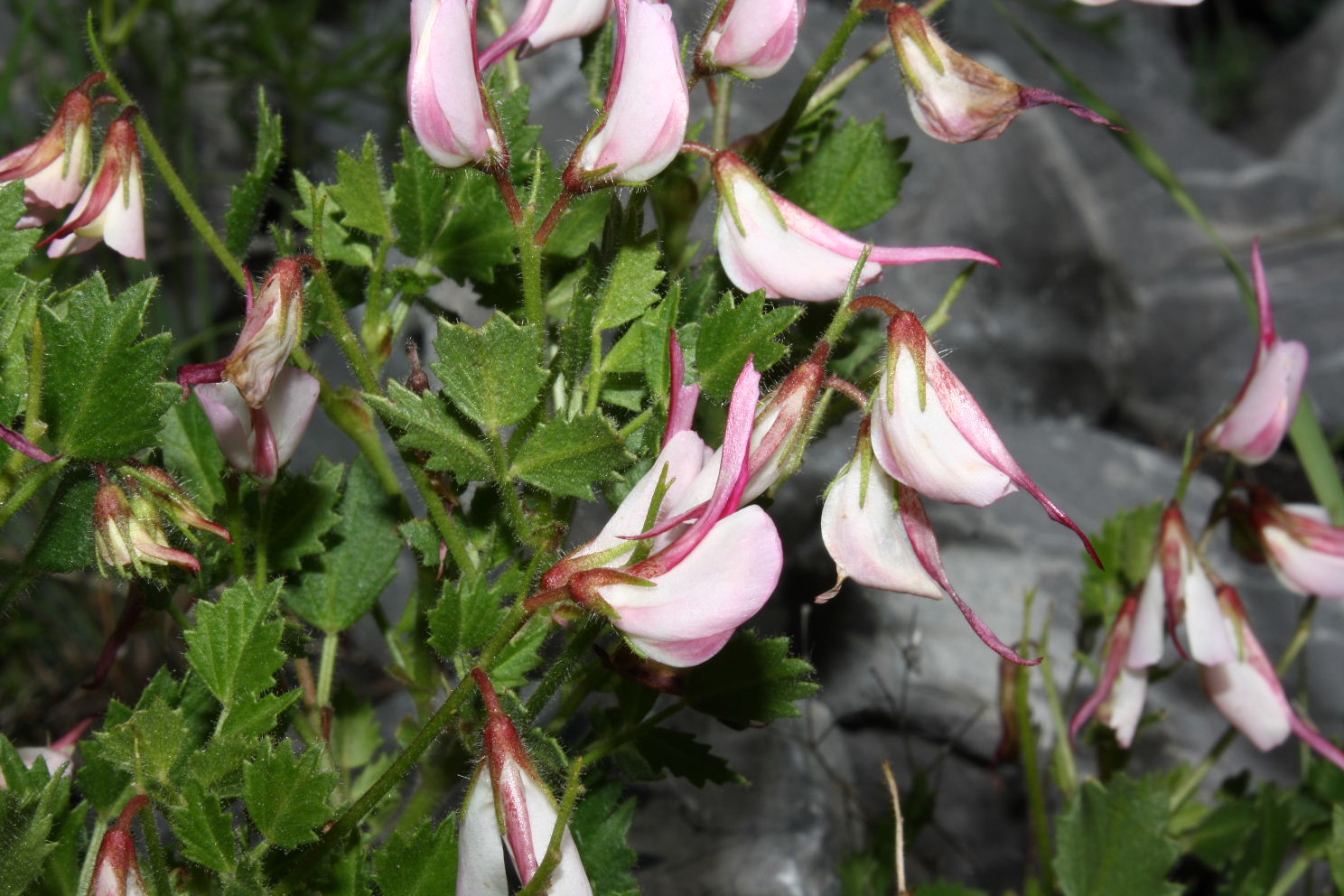 Lusus di Ononis rotundifolia